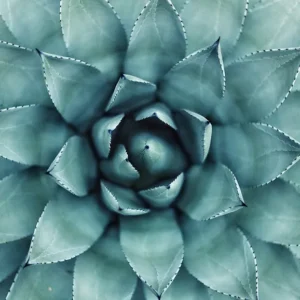 Tantra Hatha Yoga
